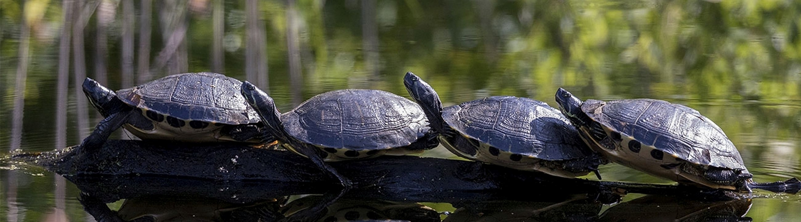 The Great Dismal Swamp | Visit Suffolk Virginia